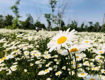 高度14厘米大滨菊