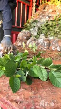 0.6公分川滇桤木