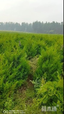 高度120厘米圆柏
