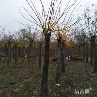 12公分金枝槐