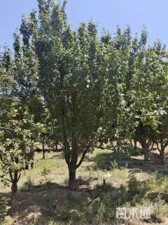 10公分八棱海棠