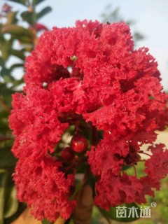 1公分红火球紫薇