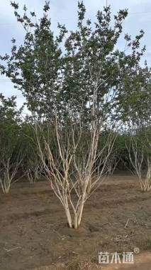 高度400厘米丛生紫薇