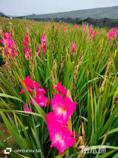 高度40厘米唐菖蒲