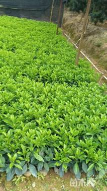 高度25厘米非洲茉莉