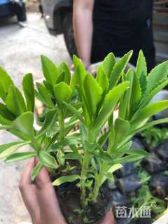 高度15厘米三七景天