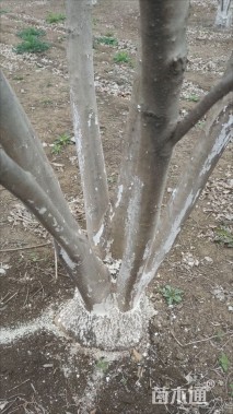 高度300厘米丛生白蜡