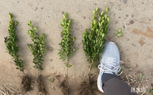 高度30厘米瓜子黄杨