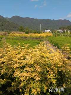 高度50厘米金叶水杉小苗