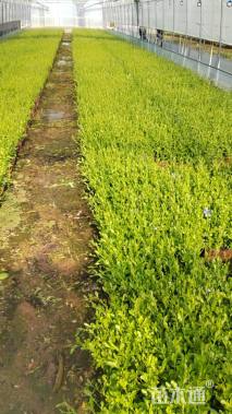 高度25厘米蓝雪花