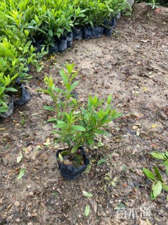 高度32厘米毛鹃