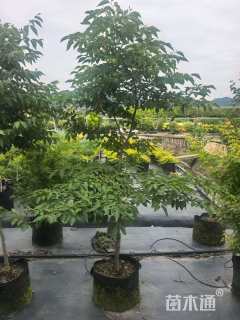 2公分野茉莉