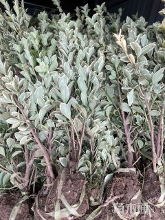 高度45厘米金边黄杨