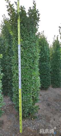 高度300厘米大叶黄杨柱