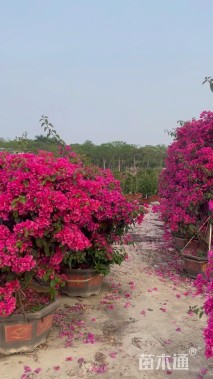 高度150厘米花叶勒杜鹃