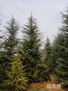 高度800厘米雪松