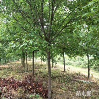 8公分三角枫