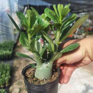 高度18厘米沙漠玫瑰