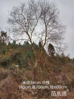 31公分乌桕