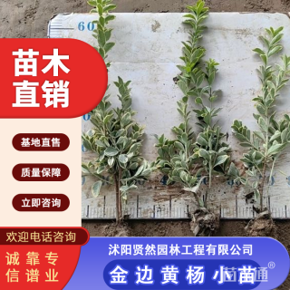 高度60厘米金边黄杨小苗