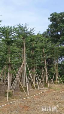 10公分小叶榄仁