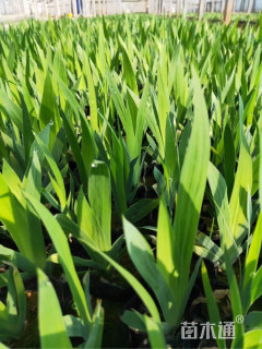 高度50厘米鸢尾