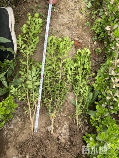 高度35厘米瓜子黄杨