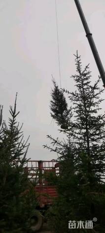 高度300厘米云杉