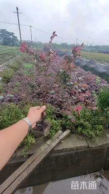 高度40厘米红花继木