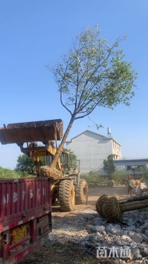 14.7公分香樟