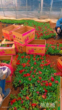 高度10厘米三色堇