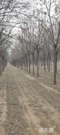 15公分桃叶卫矛