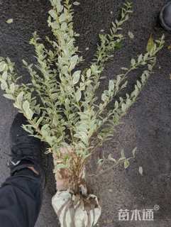 高度50厘米银姬小蜡