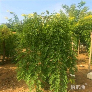 8公分龙爪槐