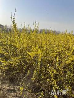 高度120厘米黄老虎