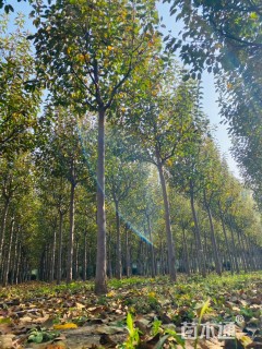 13公分绚丽海棠
