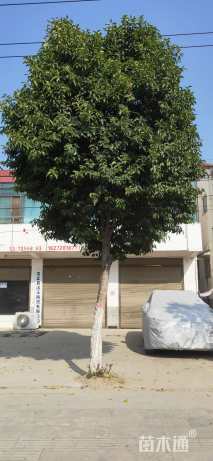 20公分大叶女贞