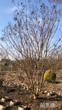 高度250厘米丛生紫薇