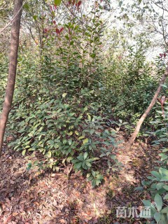 高度180厘米红叶石楠篱笆