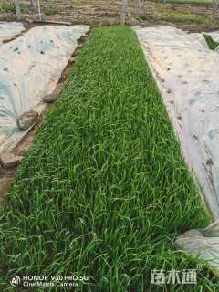 高度35厘米黄菖蒲