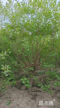 8公分黄栌