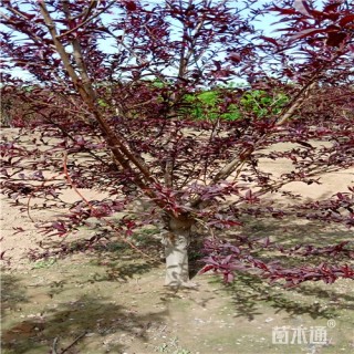 6公分红叶碧桃