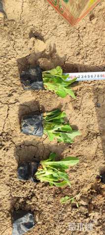 高度5厘米毛地黄