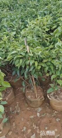 300厘米炮仗花
