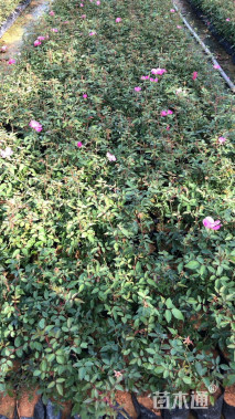 高度25厘米月季