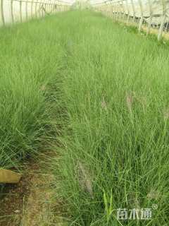 高度30厘米玉带草