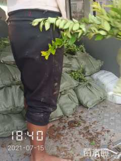 高度20厘米西洋杜鹃小苗