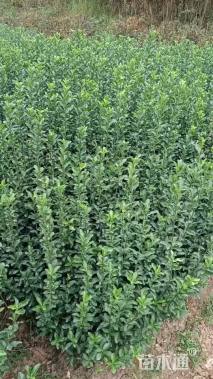 高度80厘米大叶黄杨