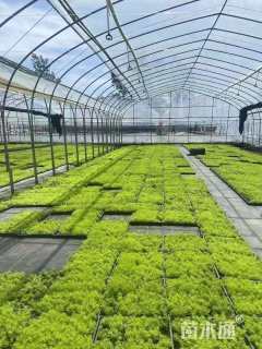 高度15厘米佛甲草