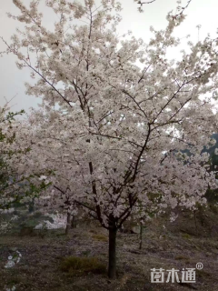 5公分染井吉野樱